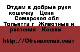 Отдам в добрые руки кошечку › Цена ­ 50 - Самарская обл., Тольятти г. Животные и растения » Кошки   